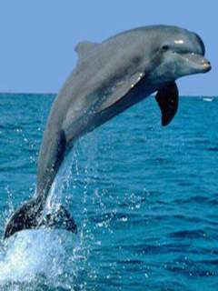 Naeem Aslam Website Design