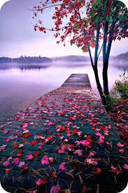 FURQAN UDDIN Cooking