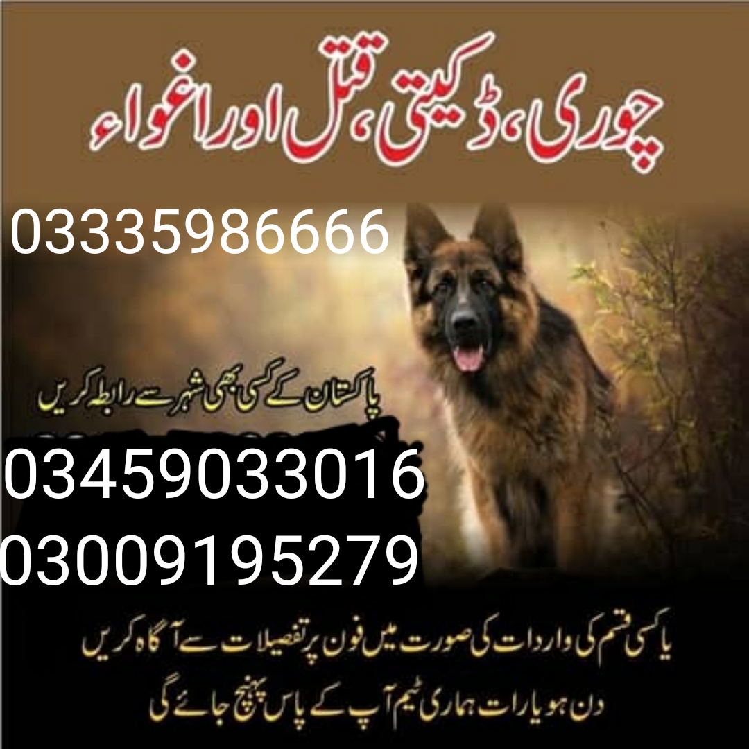 Army Dog Center Typing, Software Documentation, Qlik, LibreOffice, Excel VBA, Data Scraping, Customer Service