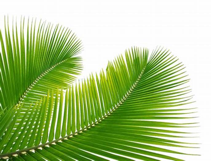 Majid Ali Mastoi Profile